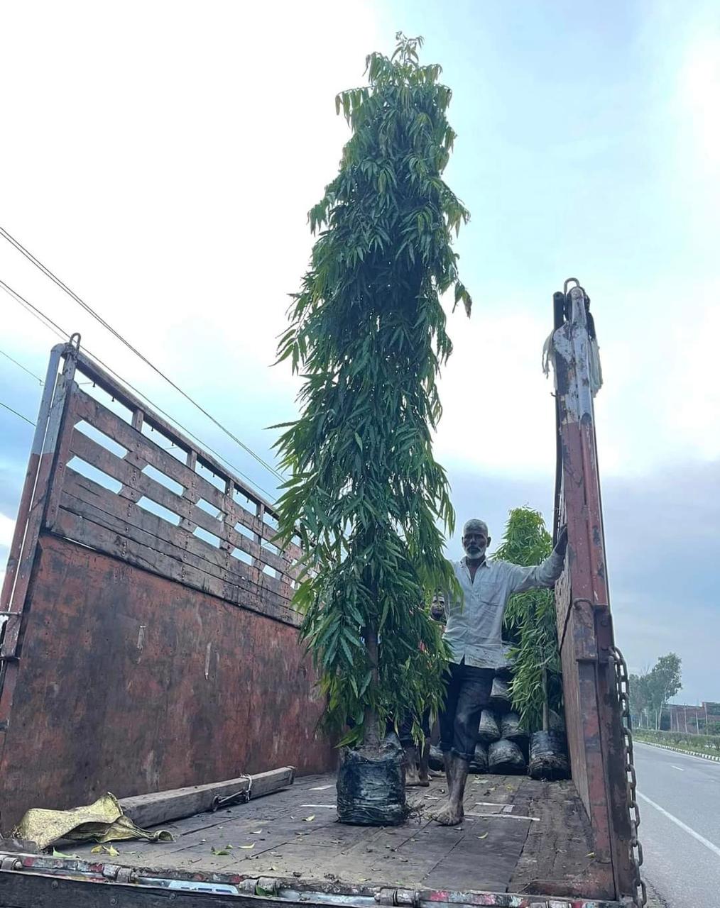 Big tree plants by Total Green Solutions — photo 4